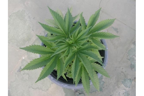 PainKiller (Dr. Underground) féminisée