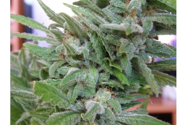 Brooklyn Mango (Dr. Underground) féminisée