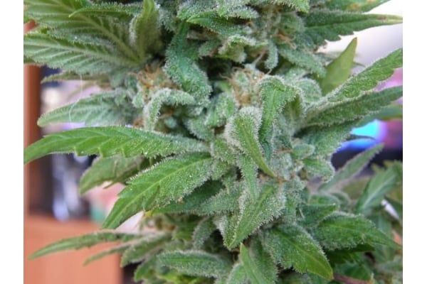 Brooklyn Mango (Dr. Underground) féminisée