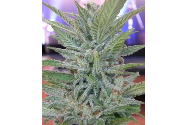 Brooklyn Mango (Dr. Underground) féminisée Brooklyn Mango (Dr. Underground) féminisée