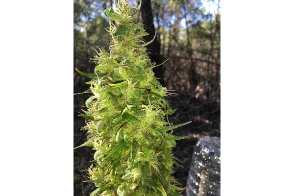 OG Kush (Silent Seeds) féminisée OG Kush (Silent Seeds) féminisée