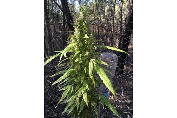 OG Kush (Silent Seeds) féminisée OG Kush (Silent Seeds) féminisée
