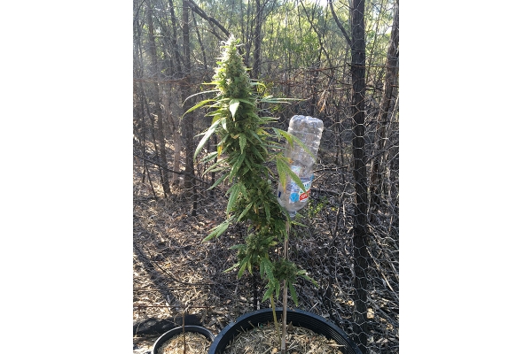 OG Kush (Silent Seeds) féminisée OG Kush (Silent Seeds) féminisée