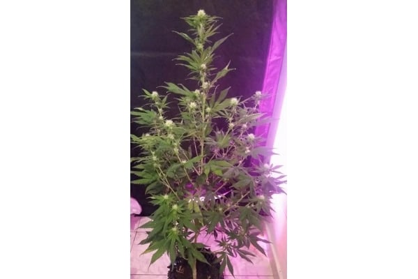 OG Kush (Silent Seeds) féminisée OG Kush (Silent Seeds) féminisée