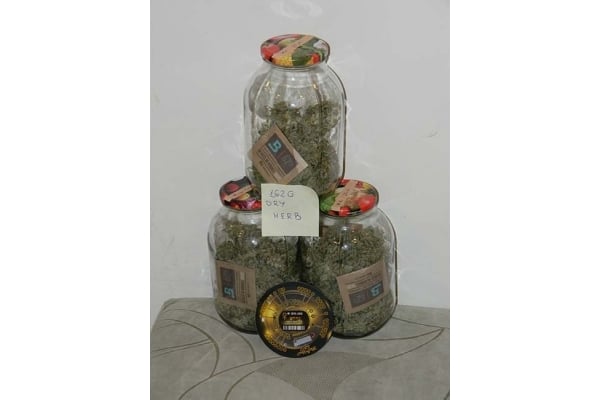 King's Kush Autoflowering (Greenhouse Seeds) féminisée