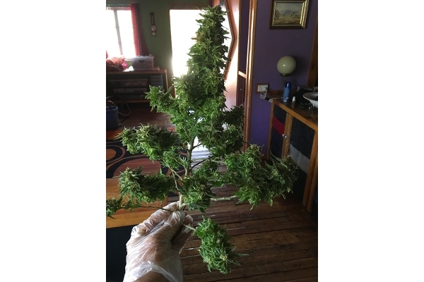 Black Dream (Eva Seeds) féminisée Black Dream (Eva Seeds) féminisée