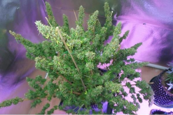 Auto Mazar (Dutch Passion) féminisée