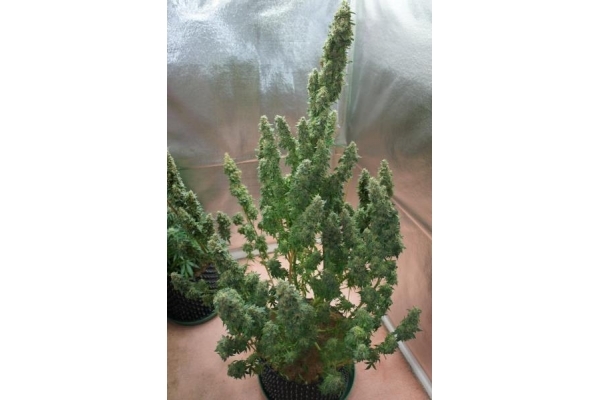 Auto Mazar (Dutch Passion) féminisée