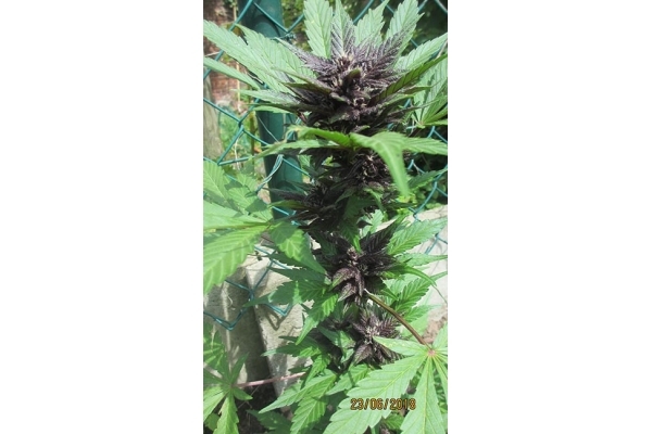 Blackberry Auto (FastBuds) féminisée Blackberry Auto (FastBuds) féminisée