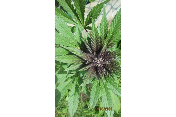 Blackberry Auto (FastBuds) féminisée Blackberry Auto (FastBuds) féminisée