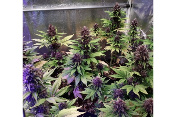 Blackberry Auto (FastBuds) féminisée Blackberry Auto (FastBuds) féminisée