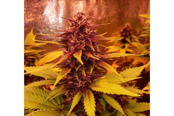 Blackberry Auto (FastBuds) féminisée Blackberry Auto (FastBuds) féminisée