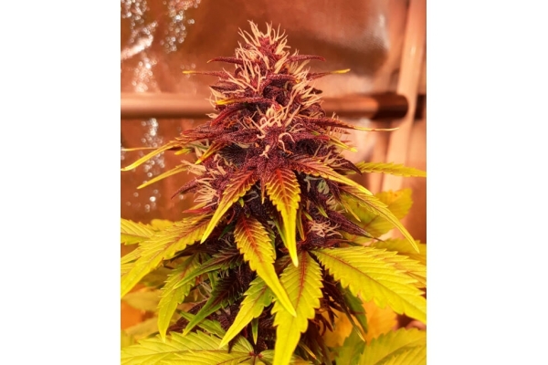 Blackberry Auto (FastBuds) féminisée Blackberry Auto (FastBuds) féminisée