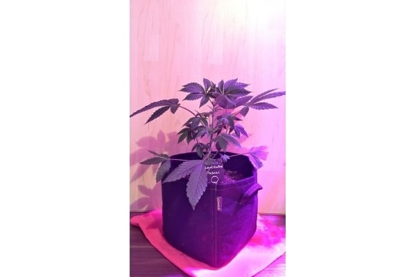 Royal Cookies (Royal Queen Seeds) féminisée Royal Cookies (Royal Queen Seeds) féminisée