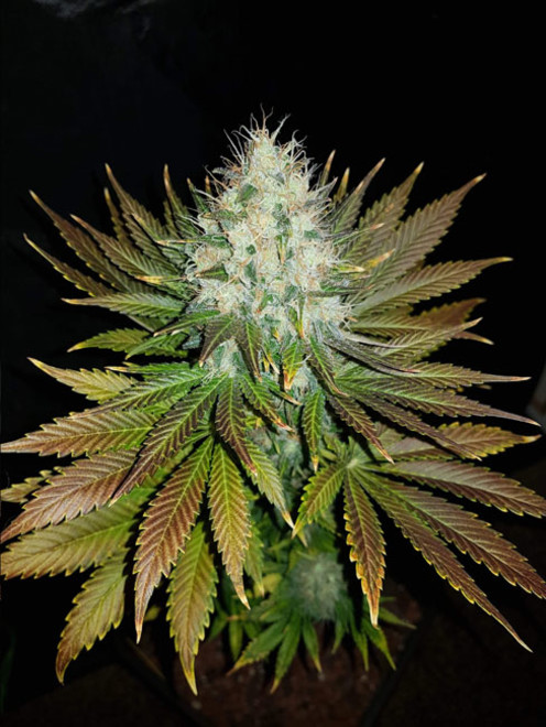 Bona Dea CBD (Vision Seeds) féminisée Bona Dea CBD (Vision Seeds) féminisée