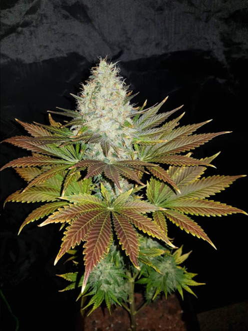 Bona Dea CBD (Vision Seeds) féminisée Bona Dea CBD (Vision Seeds) féminisée