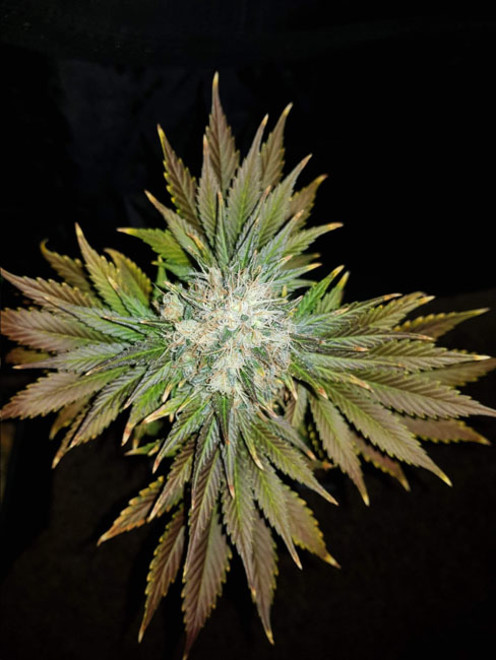 Bona Dea CBD (Vision Seeds) féminisée Bona Dea CBD (Vision Seeds) féminisée