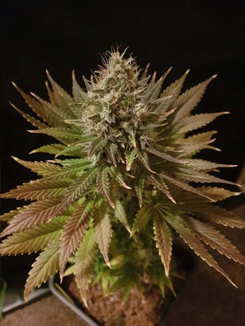 Bona Dea CBD (Vision Seeds) féminisée Bona Dea CBD (Vision Seeds) féminisée