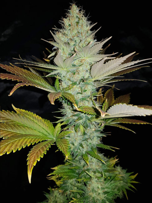 Bona Dea CBD (Vision Seeds) féminisée Bona Dea CBD (Vision Seeds) féminisée