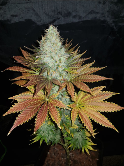 Bona Dea CBD (Vision Seeds) féminisée Bona Dea CBD (Vision Seeds) féminisée