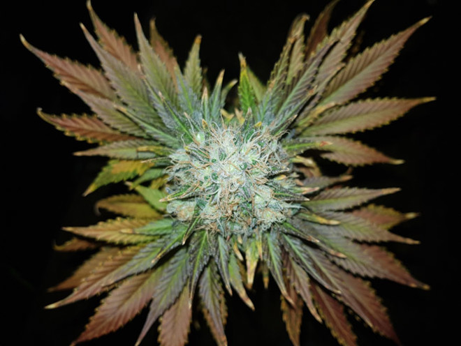 Bona Dea CBD (Vision Seeds) féminisée Bona Dea CBD (Vision Seeds) féminisée