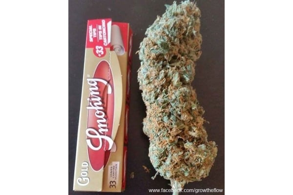 Bubblegum (Zamnesia Seeds) féminisée Bubblegum (Zamnesia Seeds) féminisée