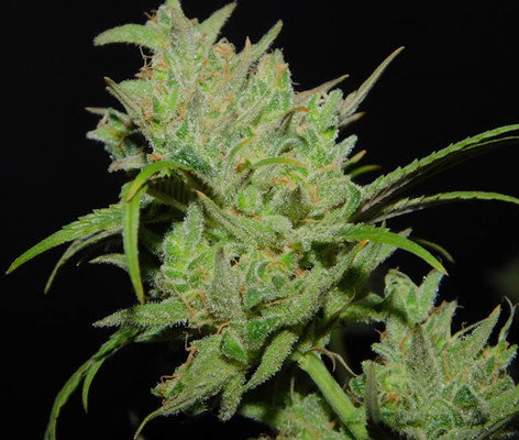 Tangie Ghost Train (Little Chief Collabs) féminisée