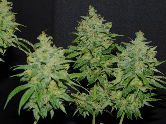 Tangie Ghost Train (Little Chief Collabs) féminisée