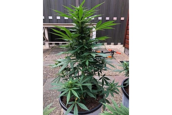 Monster Dwarf Auto (Zamnesia Seeds) féminisée Monster Dwarf Auto (Zamnesia Seeds) féminisée