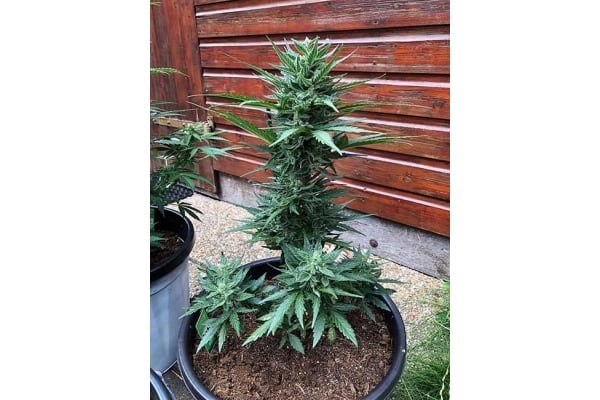 Monster Dwarf Auto (Zamnesia Seeds) féminisée Monster Dwarf Auto (Zamnesia Seeds) féminisée