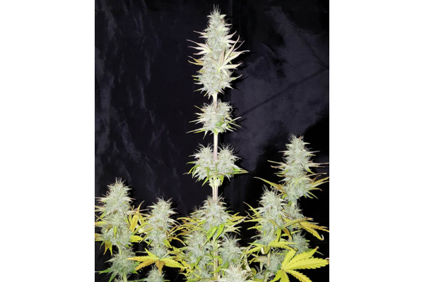 Monster Dwarf Auto (Zamnesia Seeds) féminisée Monster Dwarf Auto (Zamnesia Seeds) féminisée