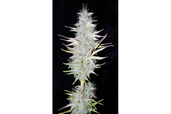 Monster Dwarf Auto (Zamnesia Seeds) féminisée Monster Dwarf Auto (Zamnesia Seeds) féminisée