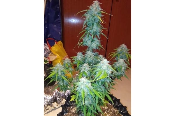 GG#4 Auto (FastBuds) féminisée GG#4 Auto (FastBuds) féminisée