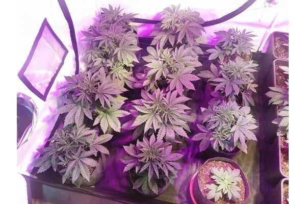 GG#4 (Zamnesia Seeds) féminisée GG#4 (Zamnesia Seeds) féminisée