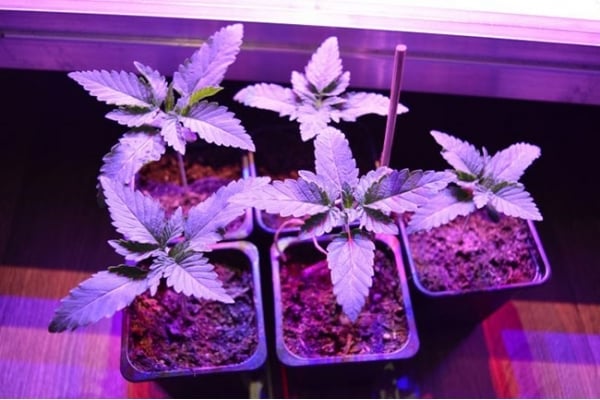 GG#4 (Zamnesia Seeds) féminisée GG#4 (Zamnesia Seeds) féminisée