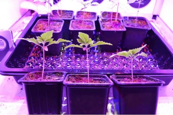 GG#4 (Zamnesia Seeds) féminisée GG#4 (Zamnesia Seeds) féminisée