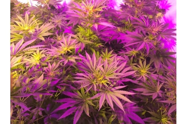 GG#4 (Zamnesia Seeds) féminisée GG#4 (Zamnesia Seeds) féminisée
