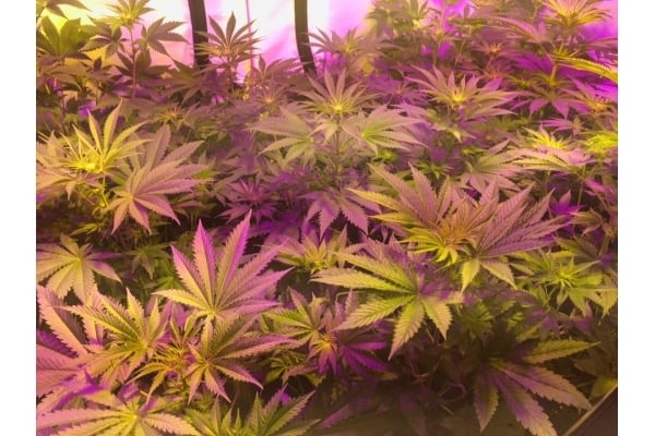 GG#4 (Zamnesia Seeds) féminisée GG#4 (Zamnesia Seeds) féminisée