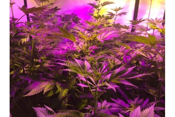 GG#4 (Zamnesia Seeds) féminisée GG#4 (Zamnesia Seeds) féminisée