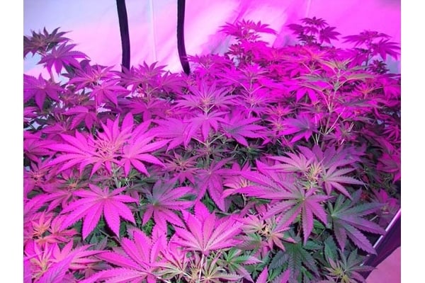 GG#4 (Zamnesia Seeds) féminisée GG#4 (Zamnesia Seeds) féminisée