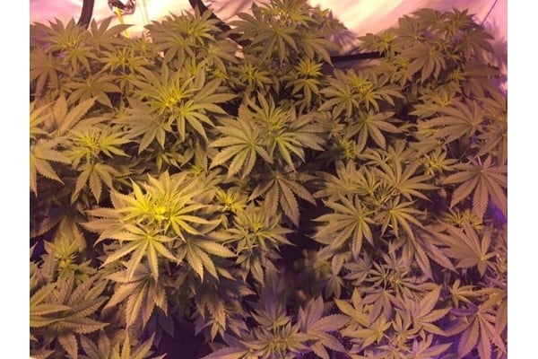 GG#4 (Zamnesia Seeds) féminisée GG#4 (Zamnesia Seeds) féminisée