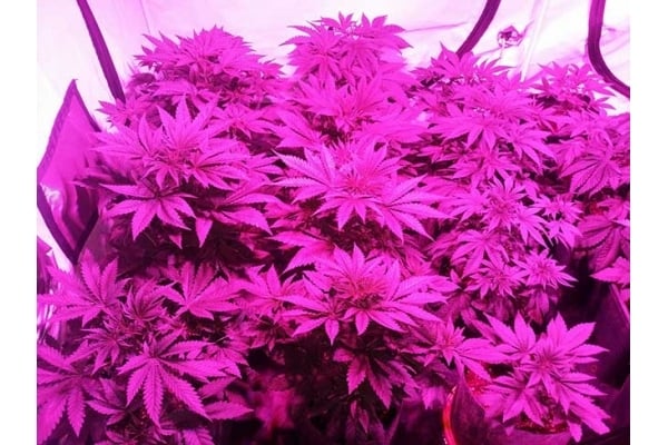 GG#4 (Zamnesia Seeds) féminisée GG#4 (Zamnesia Seeds) féminisée