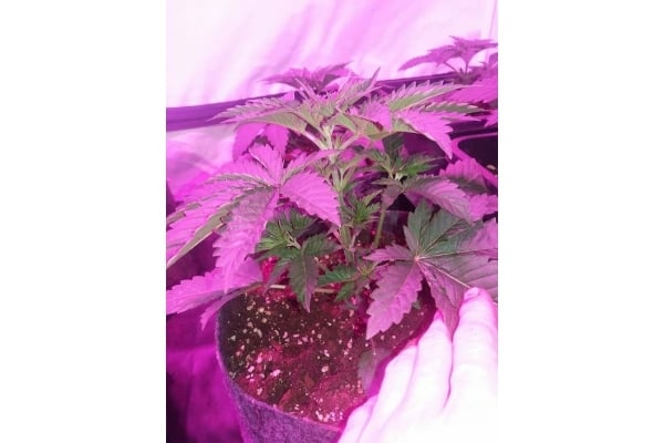 GG#4 (Zamnesia Seeds) féminisée GG#4 (Zamnesia Seeds) féminisée