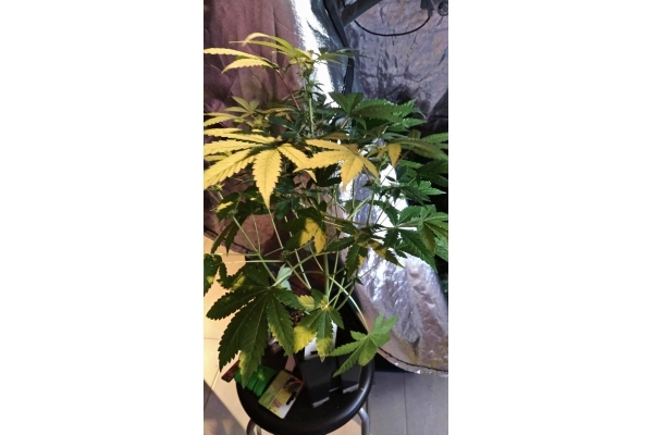 GG#4 (Zamnesia Seeds) féminisée GG#4 (Zamnesia Seeds) féminisée