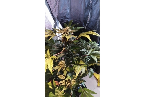 GG#4 (Zamnesia Seeds) féminisée GG#4 (Zamnesia Seeds) féminisée