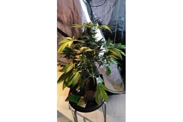 GG#4 (Zamnesia Seeds) féminisée GG#4 (Zamnesia Seeds) féminisée