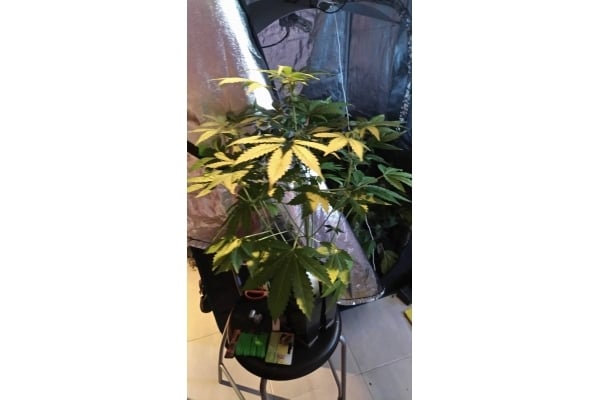 GG#4 (Zamnesia Seeds) féminisée GG#4 (Zamnesia Seeds) féminisée