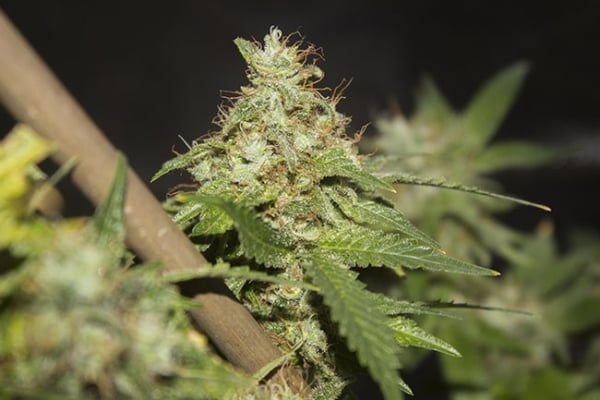 GG#4 (Zamnesia Seeds) féminisée GG#4 (Zamnesia Seeds) féminisée
