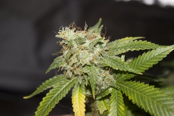 GG#4 (Zamnesia Seeds) féminisée GG#4 (Zamnesia Seeds) féminisée