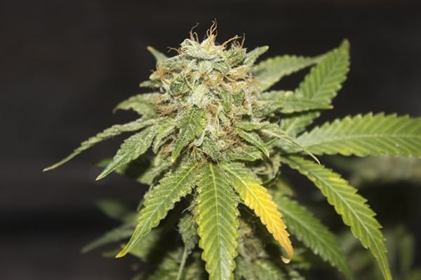 GG#4 (Zamnesia Seeds) féminisée GG#4 (Zamnesia Seeds) féminisée